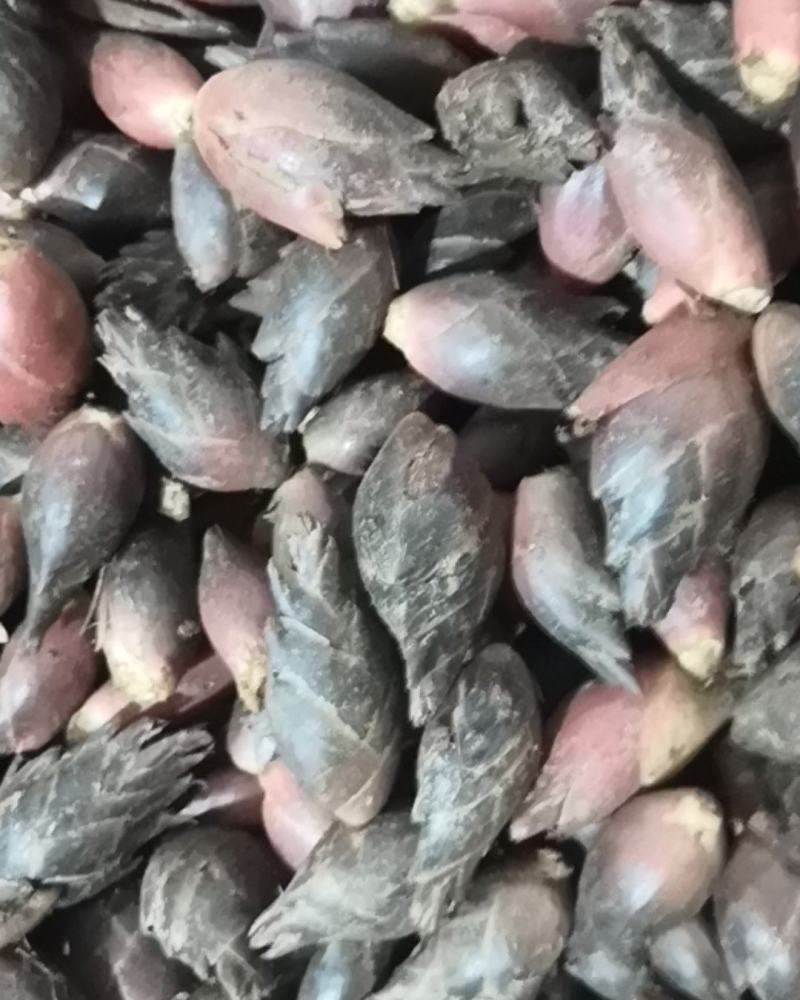 阳荷