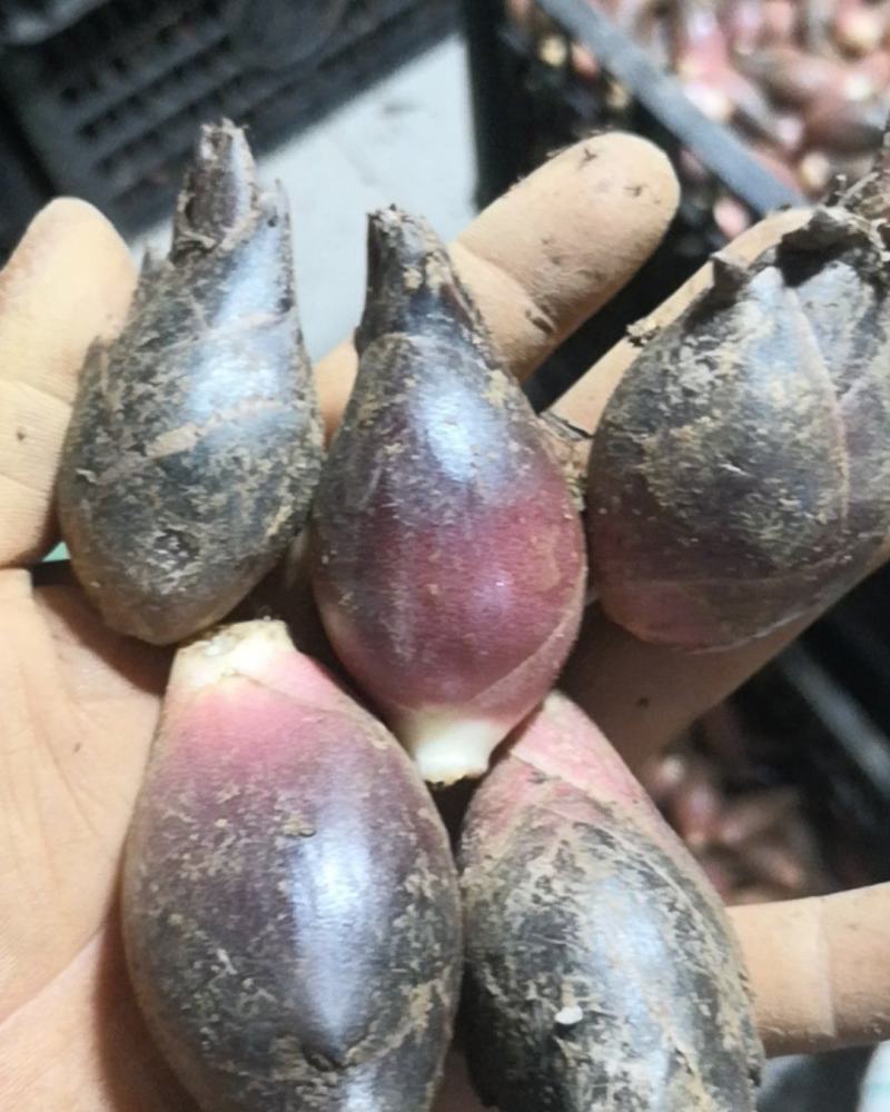 阳荷