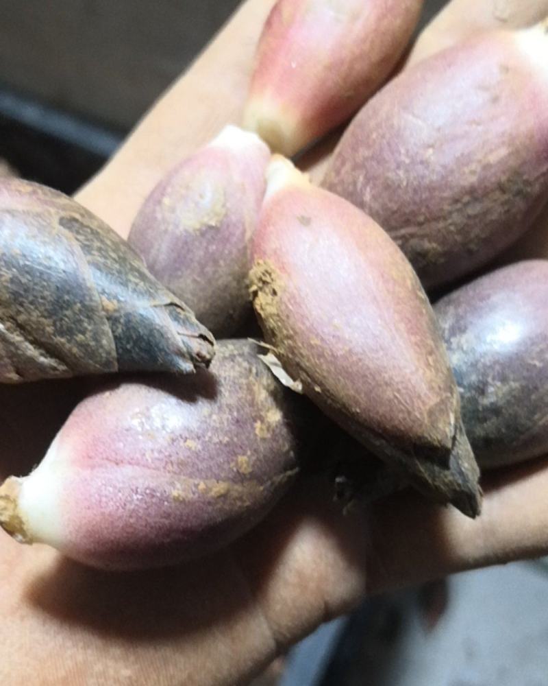 阳荷