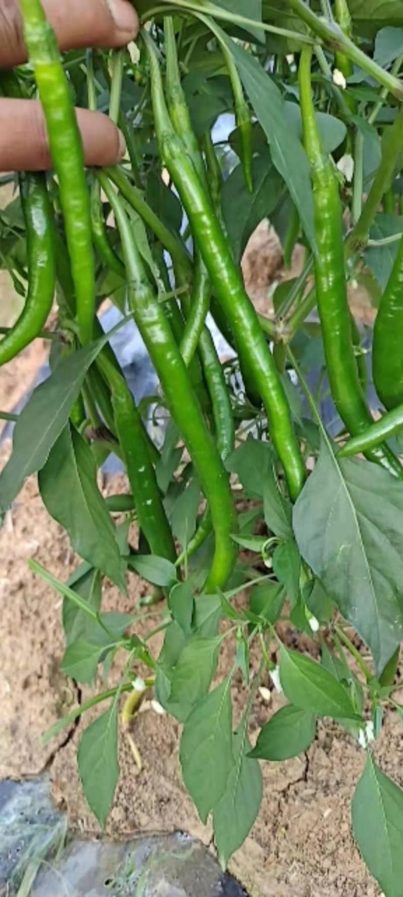 河南精品鲜辣椒，线椒，一手货源，产地直发，可视频看货