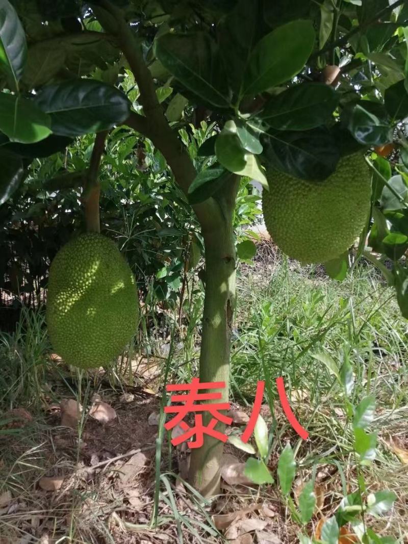 杯苗泰国八号苗大量现货，全是自产自销，品种纯正，