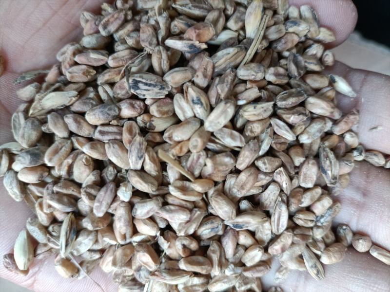 20年饲料小麦价格便宜，轻微气味。正宗烘干粮，质量稳定