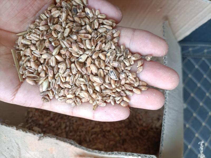 20年饲料小麦价格便宜，轻微气味。正宗烘干粮，质量稳定
