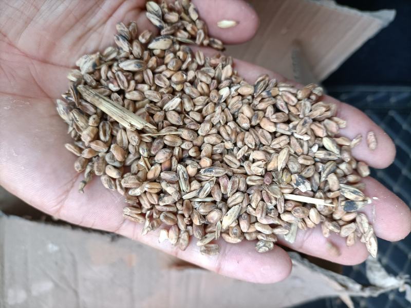 20年饲料小麦价格便宜，轻微气味。正宗烘干粮，质量稳定