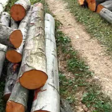大量的杂树