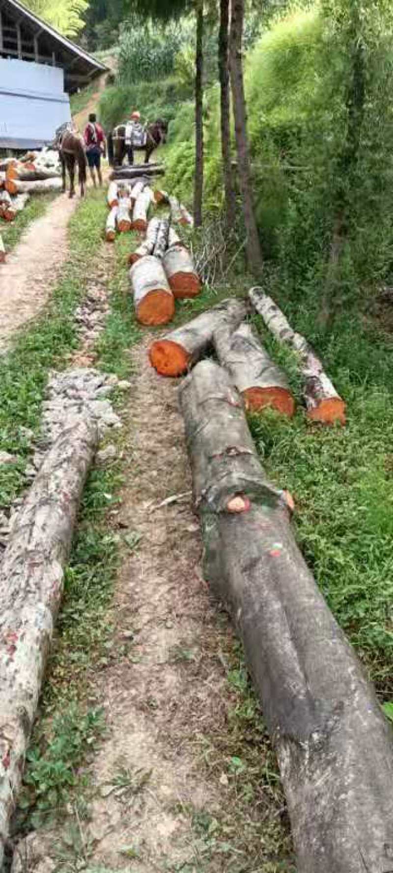 大量的杂树
