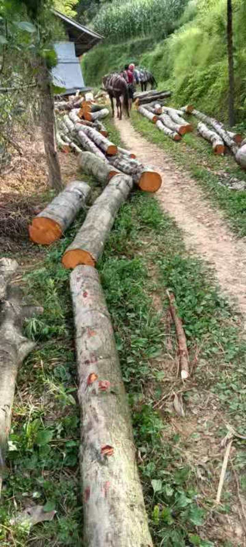 大量的杂树
