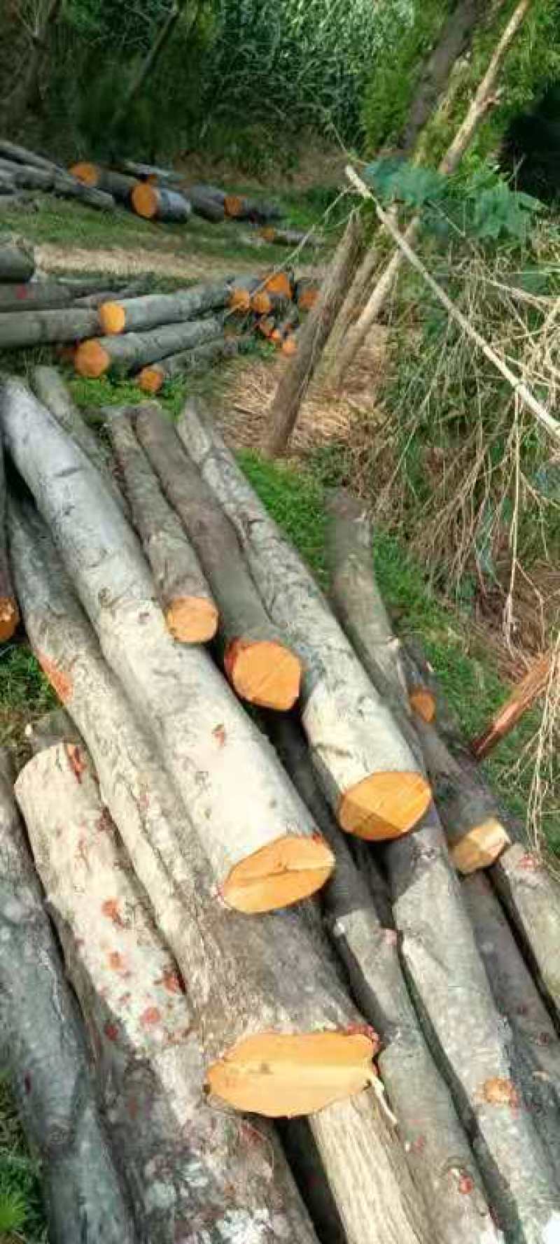 大量的杂树