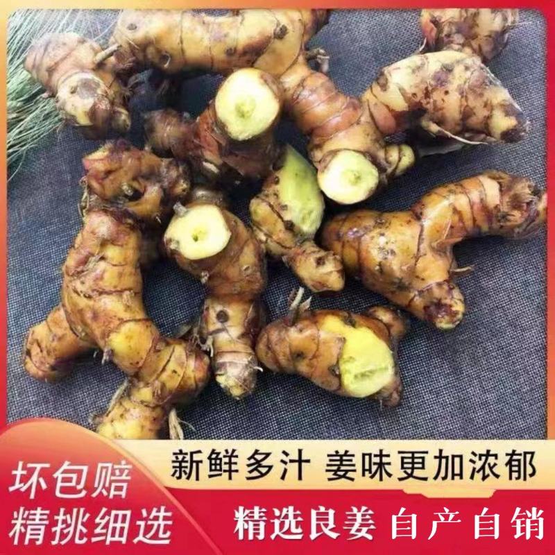 现货新鲜南姜高良姜野生山姜潮汕牛肉火锅卤味冬阴功汤料底料