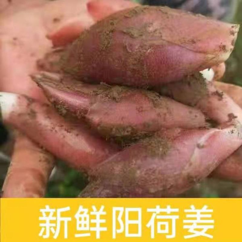 阳荷，产地湖北省巴东县水布垭镇，海拨1500米。高山地区