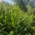阳荷，产地湖北省巴东县水布垭镇，海拨1500米。高山地区