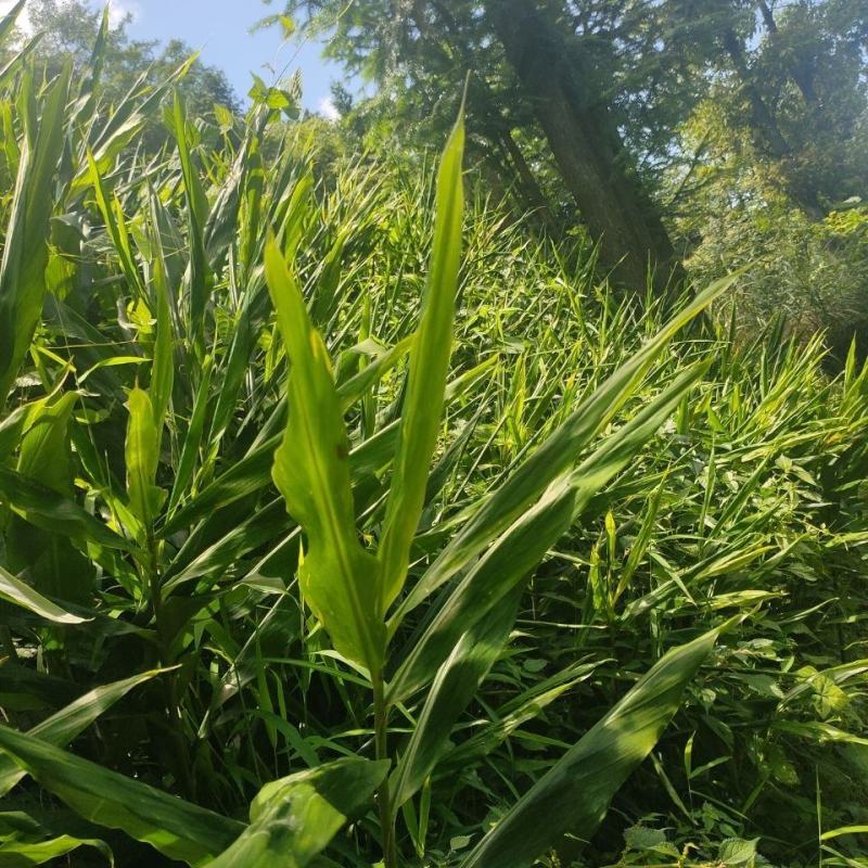 阳荷，产地湖北省巴东县水布垭镇，海拨1500米。高山地区
