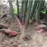 阳荷，产地湖北省巴东县水布垭镇，海拨1500米。高山地区