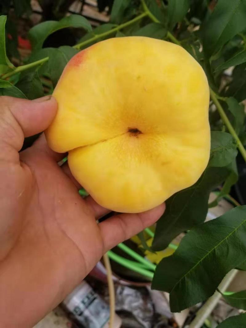 大量供应！