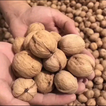 薄皮纸皮干核桃产地大量供应，大量批发，大量现货