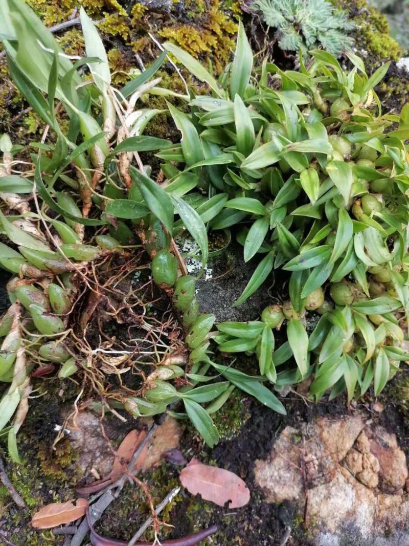 纯野生，双叶小果无干果死果，一手好货源需要批发