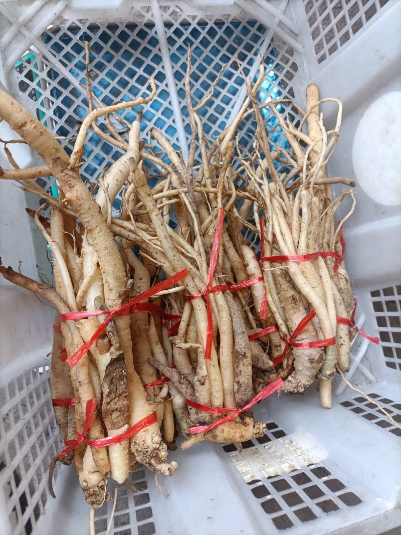 土党参，贵州野生土党参，奶浆根，量大从优，需要的联系我