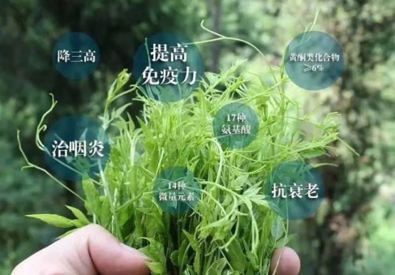 张家界莓茶一大自然的营养库