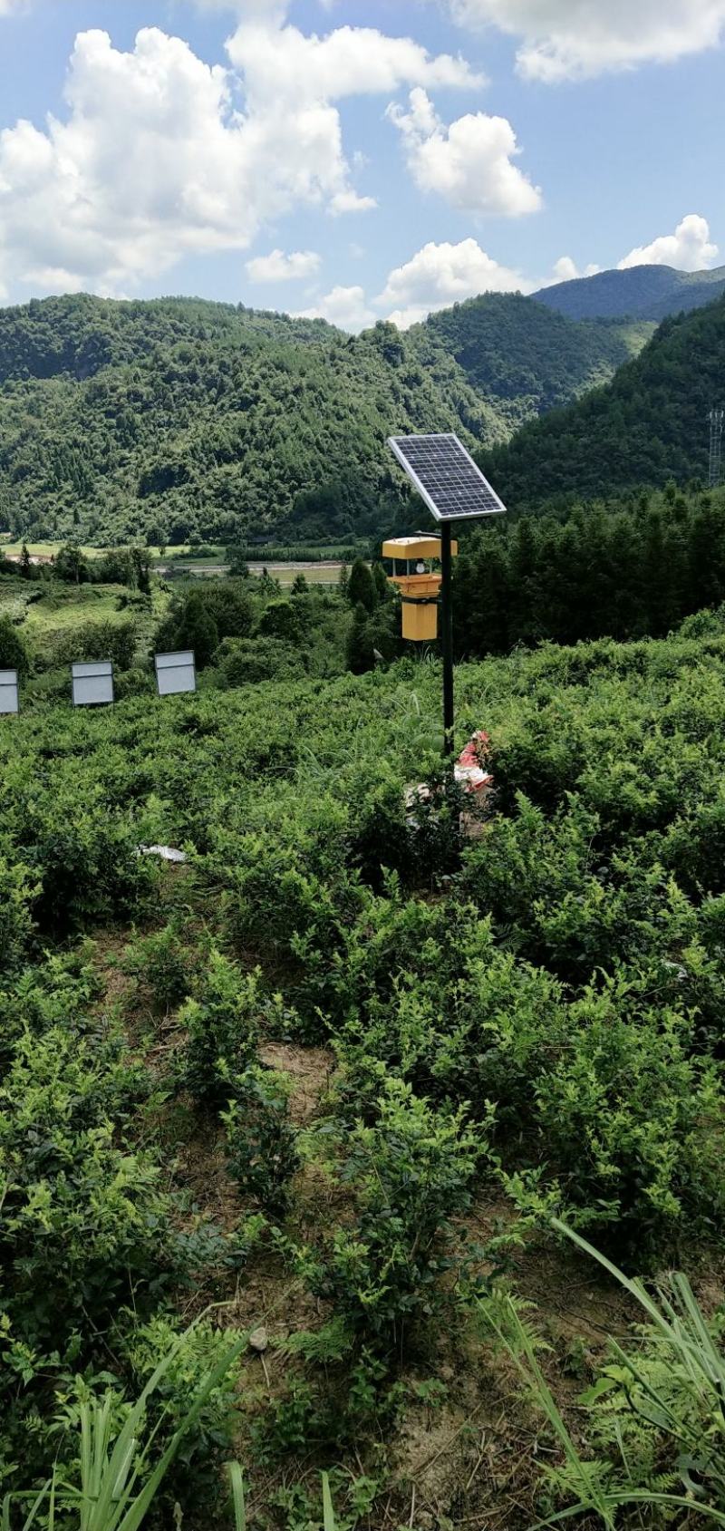 张家界莓茶一大自然的营养库