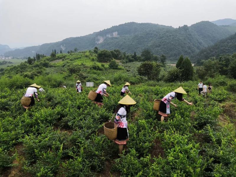 张家界莓茶一大自然的营养库