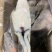 比目鱼、料理，自助，西餐都可用、1件15kg，全国可发货