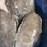 比目鱼、料理，自助，西餐都可用、1件15kg，全国可发货