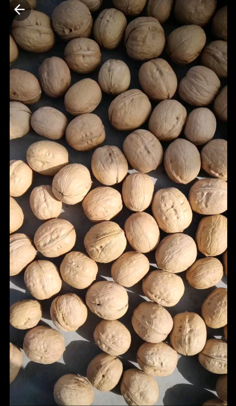 薄皮纸皮干核桃产地大量现货规格品种齐全大量批发供应