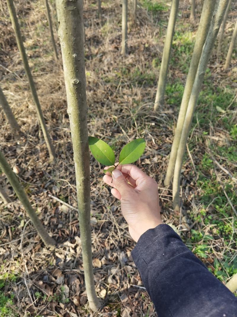 江西九江大叶女贞培育基地