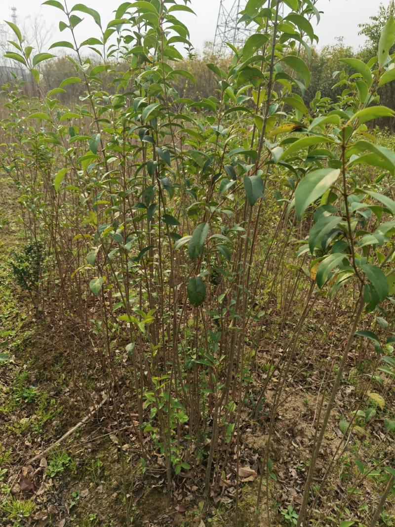 江西九江大叶女贞培育基地