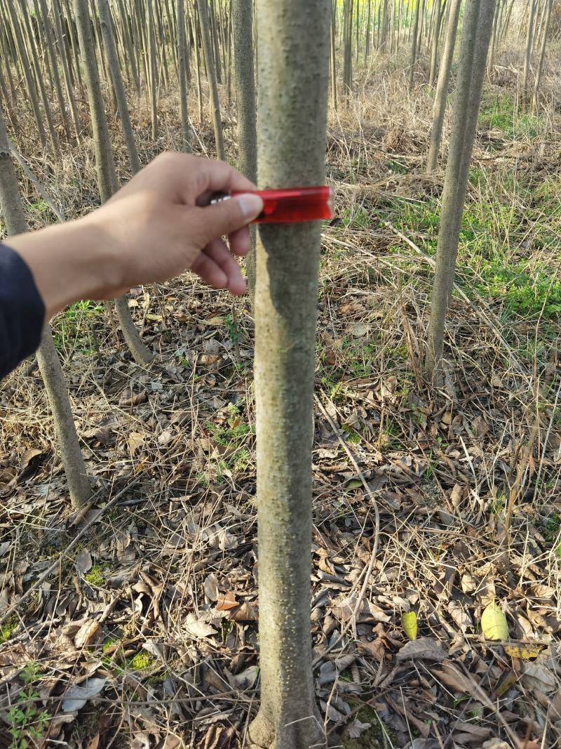 江西九江大叶女贞培育基地
