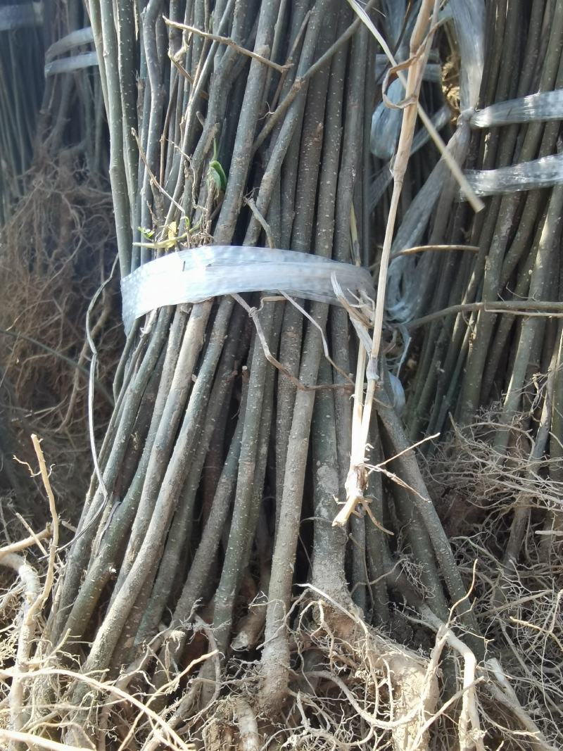 江西九江丛生朴树基地