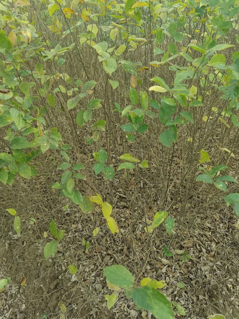 江西九江丛生朴树基地