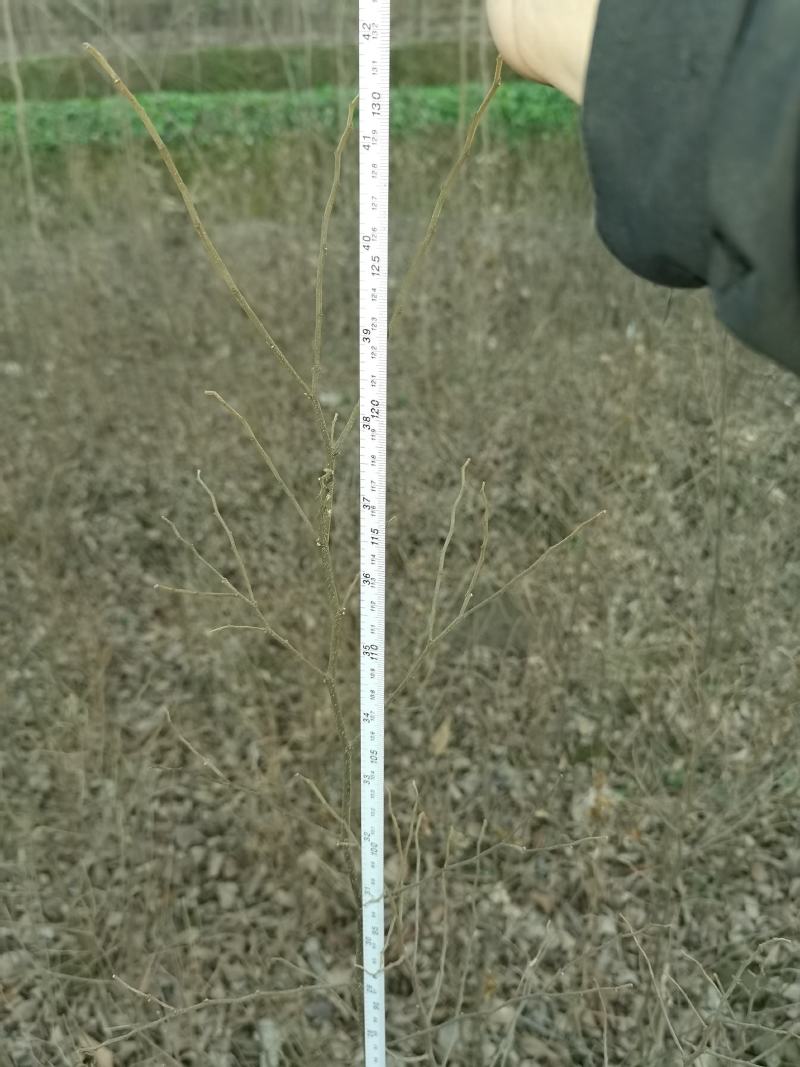 江西九江丛生朴树基地