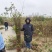 江西九江丛生朴树基地