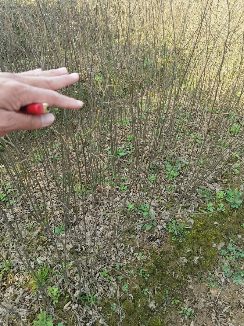 江西九江丛生朴树基地