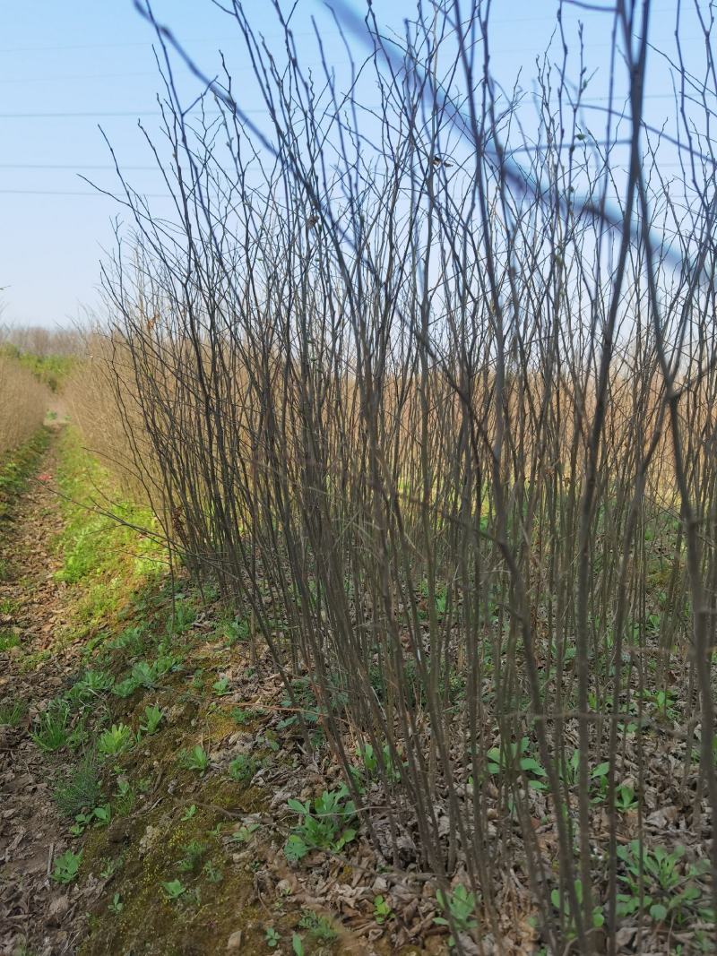 江西九江丛生朴树基地