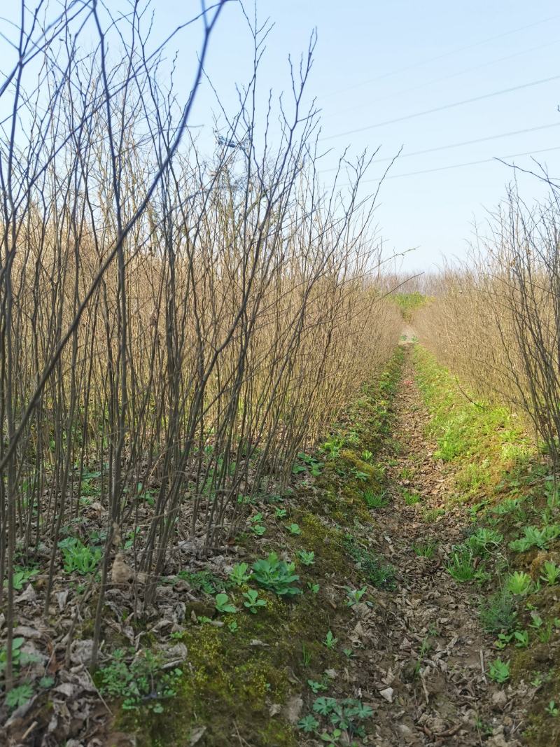 江西九江丛生朴树基地