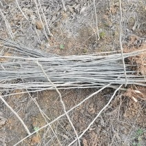 各种规格优质无患子小苗低价批发江西种植培育基地