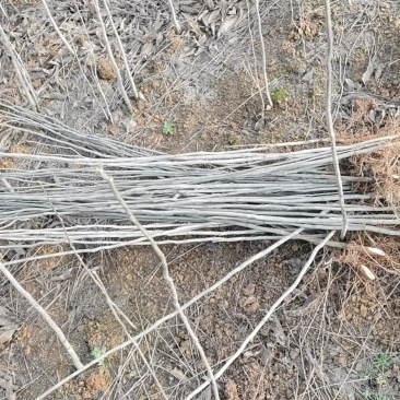 各种规格优质无患子小苗低价批发江西种植培育基地