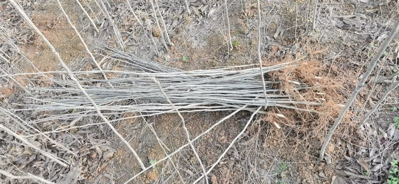 各种规格优质无患子小苗低价批发江西种植培育基地