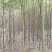 江西九江香樟小苗培育基地