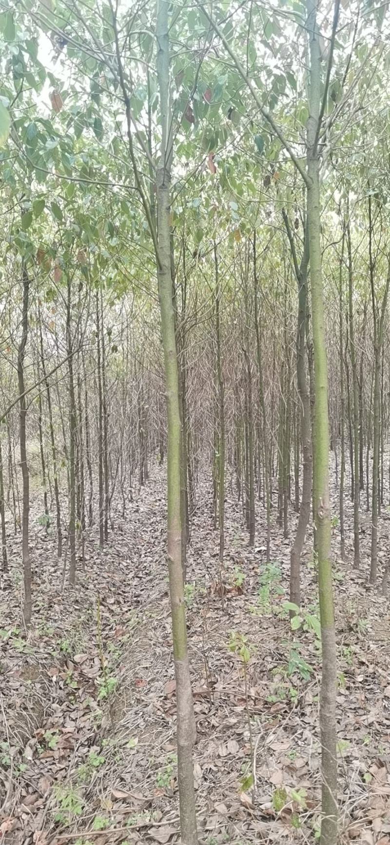 江西九江香樟小苗培育基地