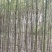 江西九江香樟小苗培育基地