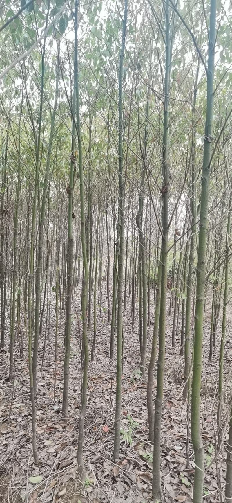 江西九江香樟小苗培育基地