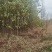 江西九江香樟小苗培育基地