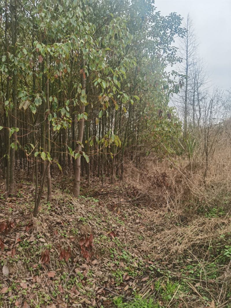 江西九江香樟小苗培育基地
