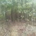 江西九江香樟小苗培育基地