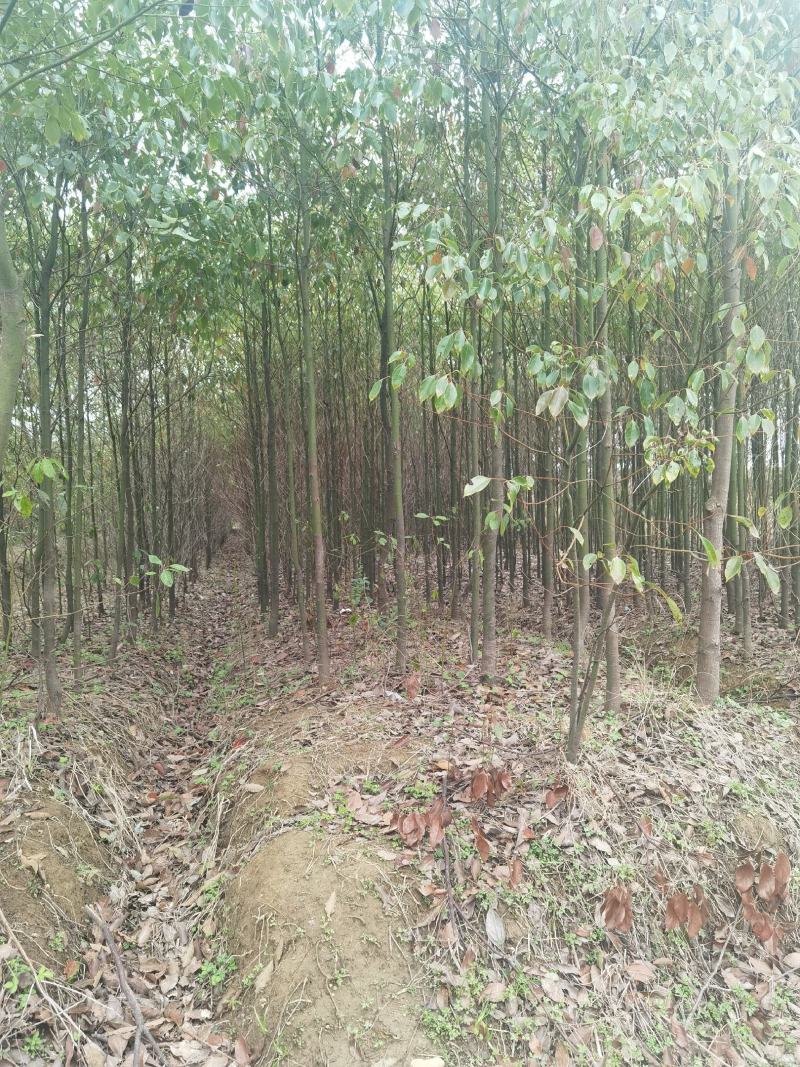 江西九江香樟小苗培育基地