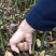 江西九江香樟小苗培育基地