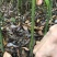 江西九江香樟小苗培育基地